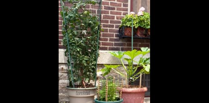 Benefits of container gardening container gardening for small spaces Benefits of container gardening container gardening for small spaces
