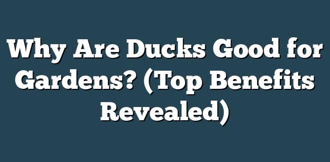 Benefits of ducks in the garden are ducks good for gardens Benefits of ducks in the garden are ducks good for gardens