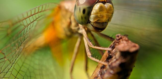 Benefits of grasshoppers in your garden are grasshoppers good for gardens Benefits of grasshoppers in your garden are grasshoppers good for gardens