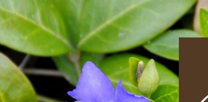 Benefits of ground cover in landscaping ground cover for gardens Benefits of ground cover in landscaping ground cover for gardens