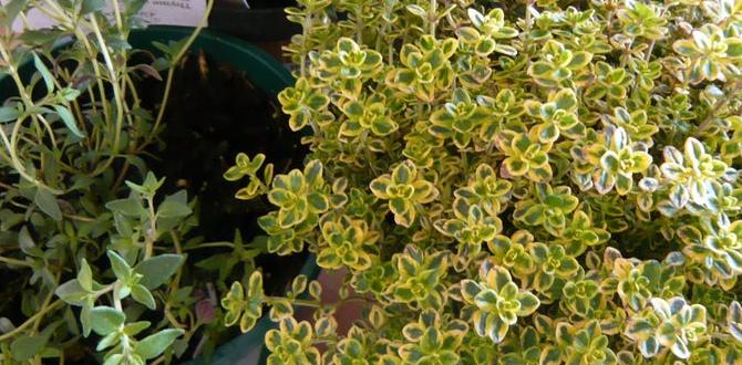 Benefits of growing herbs in your garden herbs for gardening Benefits of growing herbs in your garden herbs for gardening