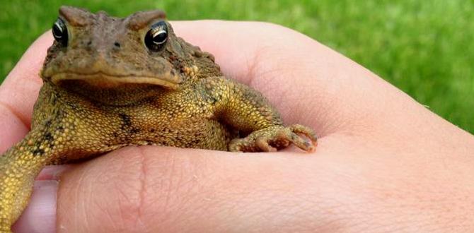 Benefits of having toads in your garden are toads good for gardens