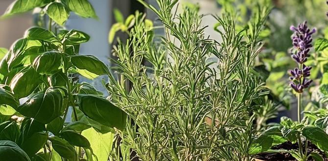 Benefits of herb gardens designs for herb gardens Benefits of herb gardens designs for herb gardens