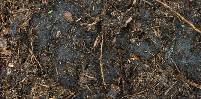 Benefits of humus in gardening humus for gardening Benefits of humus in gardening humus for gardening