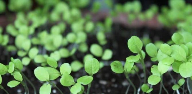 Benefits of indoor gardening best vegetables for indoor gardening Benefits of indoor gardening best vegetables for indoor gardening