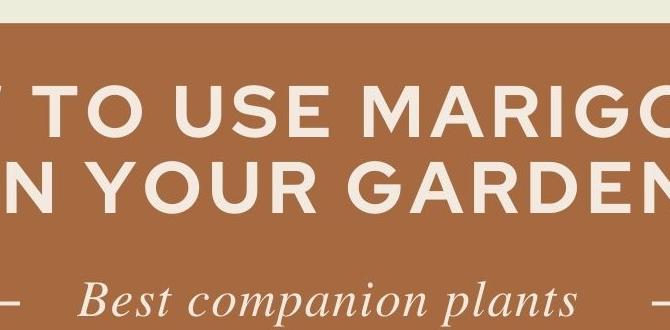 Benefits of marigolds in vegetable gardens are marigolds good for vegetable gardens Benefits of marigolds in vegetable gardens are marigolds good for vegetable gardens