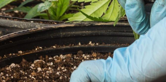 Benefits of organic weed covering weed covering for gardens Benefits of organic weed covering weed covering for gardens
