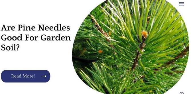 Benefits of pine needles in garden soil are pine needles good for gardens Benefits of pine needles in garden soil are pine needles good for gardens