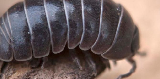 Benefits of rollie pollies in the garden are rollie pollies bad for gardens Benefits of rollie pollies in the garden are rollie pollies bad for gardens