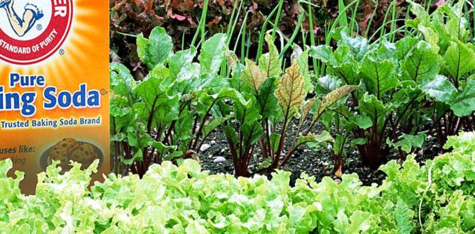 Benefits of using baking soda in gardens baking soda for gardens Benefits of using baking soda in gardens baking soda for gardens