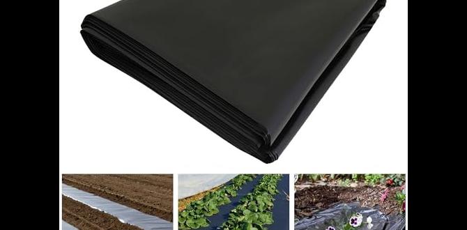 Benefits of using black plastic sheeting in gardens heavy duty black plastic sheeting for gardens Benefits of using black plastic sheeting in gardens heavy duty black plastic sheeting for gardens