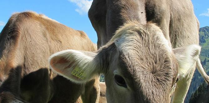 Benefits of using cow manure in vegetable gardens is cow manure good for vegetable gardens