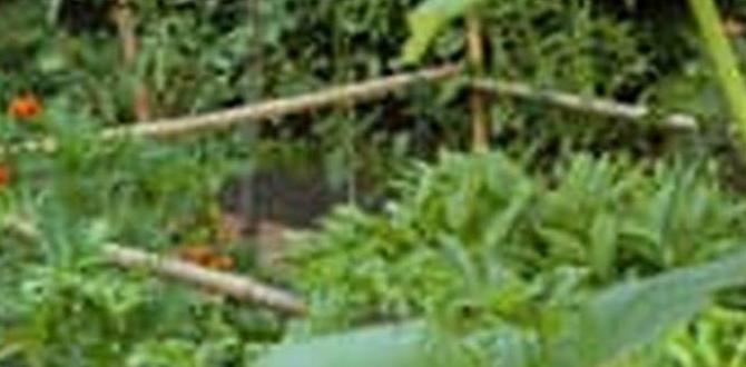 Benefits of using dyed mulch is dyed mulch safe for vegetable gardens
