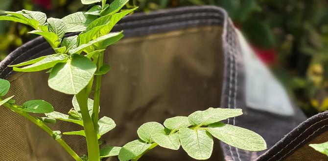 Benefits of using gardening bags bags for gardening Benefits of using gardening bags bags for gardening