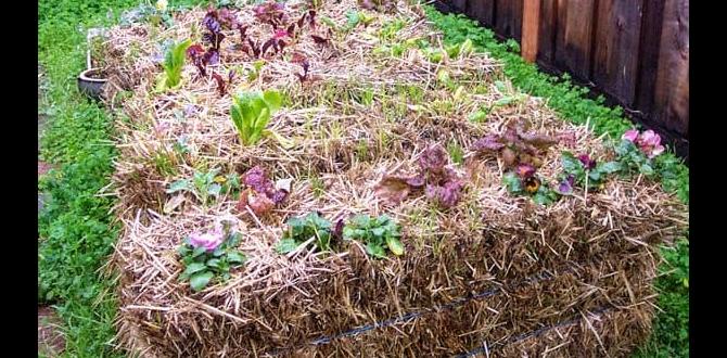 Benefits of using hay in your garden hay for gardening Benefits of using hay in your garden hay for gardening