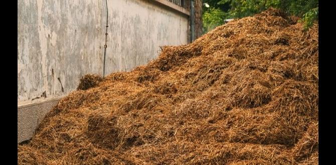 Benefits of using horse manure in veggie gardens is horse manure good for veggie gardens Benefits of using horse manure in veggie gardens is horse manure good for veggie gardens