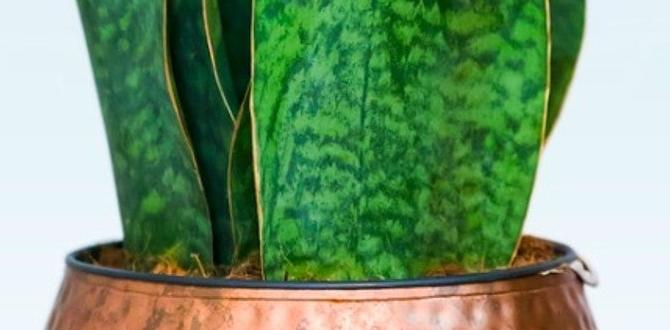 Benefits of using metal containers in gardening metal containers for gardening