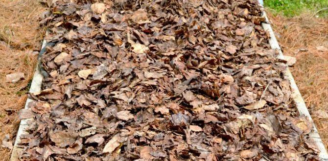 Benefits of using mulch in vegetable gardens is mulch good for vegetable gardens Benefits of using mulch in vegetable gardens is mulch good for vegetable gardens