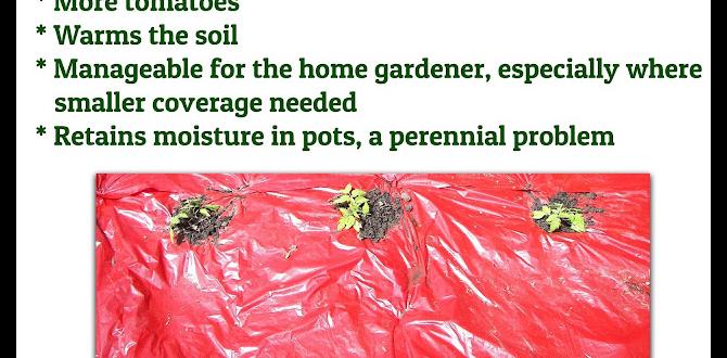 Benefits of using mulch in vegetable gardens is red mulch safe for vegetable gardens Benefits of using mulch in vegetable gardens is red mulch safe for vegetable gardens