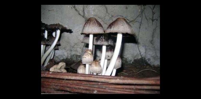 Benefits of using mushroom compost in gardening mushroom compost for gardening