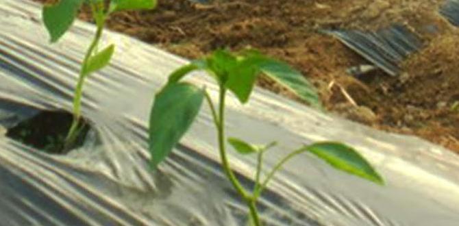 Benefits of using natural mulch natural mulch for gardens Benefits of using natural mulch natural mulch for gardens