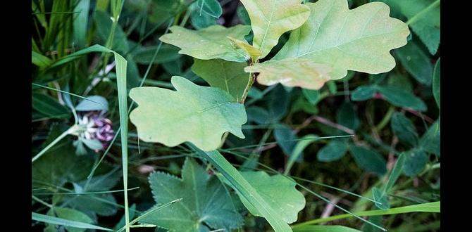 Benefits of using oak leaves in vegetable gardens are oak leaves good for vegetable gardens Benefits of using oak leaves in vegetable gardens are oak leaves good for vegetable gardens