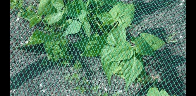 Benefits of using plastic netting in gardens plastic netting for gardens Benefits of using plastic netting in gardens plastic netting for gardens