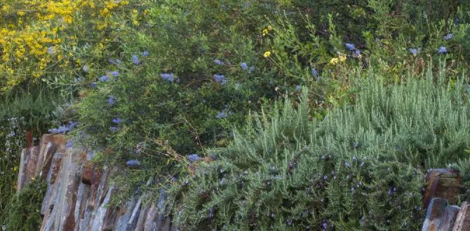 Benefits of using rain catchers rain catchers for gardens Benefits of using rain catchers rain catchers for gardens