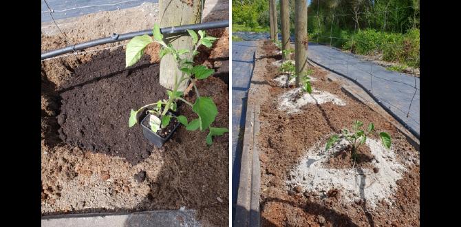 Benefits of using rock dust in the garden rock dust for gardens Benefits of using rock dust in the garden rock dust for gardens