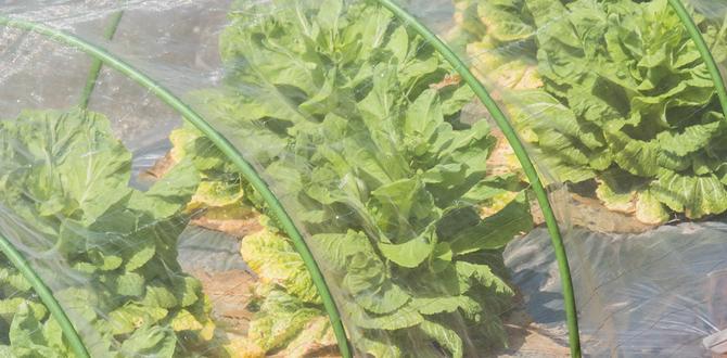 Benefits of using screens in vegetable gardening screens for vegetable gardens Benefits of using screens in vegetable gardening screens for vegetable gardens