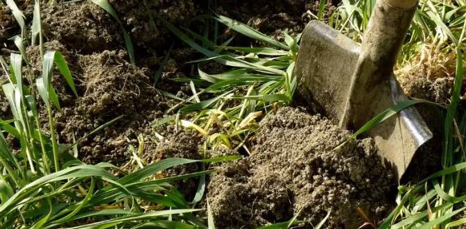 Benefits of using sheep manure in gardens sheep manure for gardens Benefits of using sheep manure in gardens sheep manure for gardens