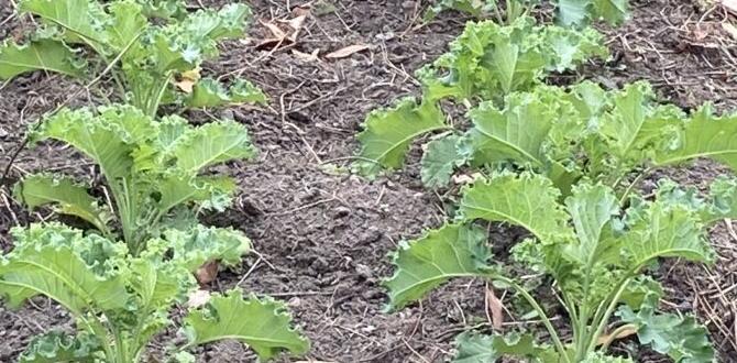 Benefits of using spring cover crops spring cover crops for vegetable gardens Benefits of using spring cover crops spring cover crops for vegetable gardens