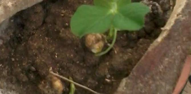 Benefits of using unusual containers unusual containers for gardening Benefits of using unusual containers unusual containers for gardening