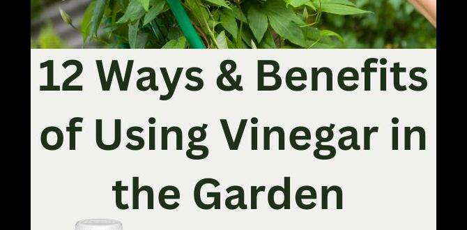 Benefits of using vinegar in gardens vinegar for gardens Benefits of using vinegar in gardens vinegar for gardens