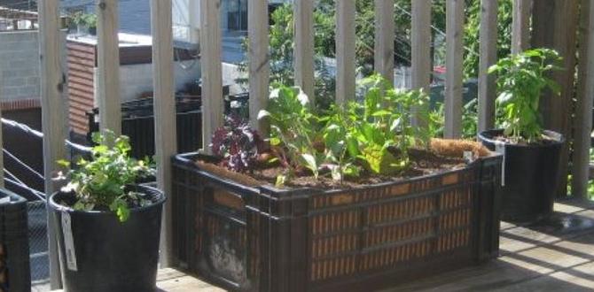 Benefits of using wood crates in gardening wood crates for gardening Benefits of using wood crates in gardening wood crates for gardening
