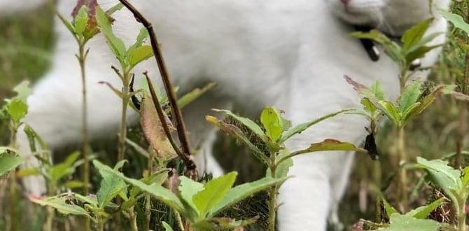 Best practices for applying cat repellents in your garden natural cat repellent for gardens Best practices for applying cat repellents in your garden natural cat repellent for gardens