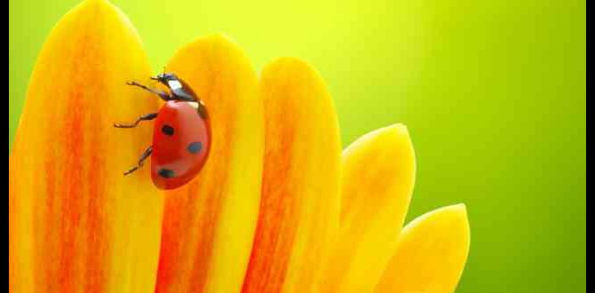 Best practices for attracting ladybugs are ladybugs good for vegetable gardens Best practices for attracting ladybugs are ladybugs good for vegetable gardens
