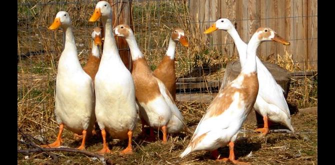 Best practices for duck care in garden settings are ducks good for gardens Best practices for duck care in garden settings are ducks good for gardens
