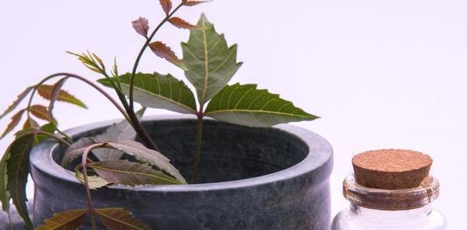 Best practices for neem oil application is neem oil safe for vegetable gardens Best practices for neem oil application is neem oil safe for vegetable gardens