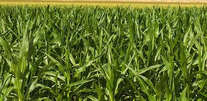 Best practices for nitrogen management nitrogen for vegetable gardens Best practices for nitrogen management nitrogen for vegetable gardens