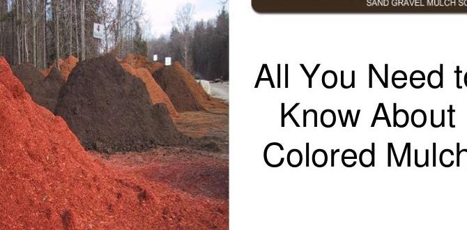 Best practices for using mulch in vegetable gardens is colored mulch safe for vegetable gardens Best practices for using mulch in vegetable gardens is colored mulch safe for vegetable gardens