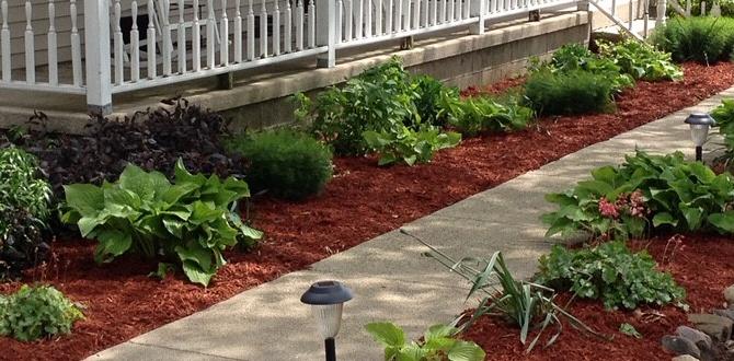 Best practices for using mulch in vegetable gardens is red mulch safe for vegetable gardens Best practices for using mulch in vegetable gardens is red mulch safe for vegetable gardens