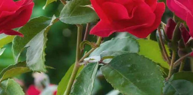 Best practices for using sevin dust in vegetable gardens is sevin dust safe for vegetable gardens
