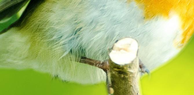 Bird habitats and nesting are birds good for gardens Bird habitats and nesting are birds good for gardens