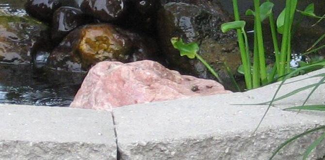 Budgetfriendly pond ideas ideas for ponds in small gardens Budgetfriendly pond ideas ideas for ponds in small gardens