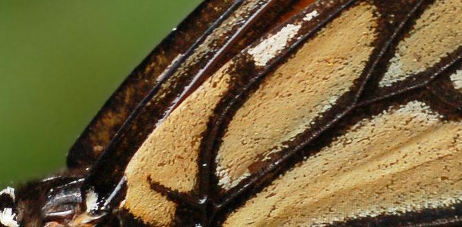 Butterfly habitats and lifecycle are butterflies good for gardens Butterfly habitats and lifecycle are butterflies good for gardens