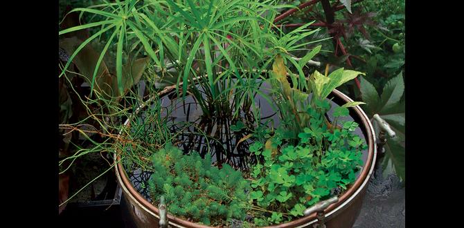 Capacity and size water container for gardening Capacity and size water container for gardening