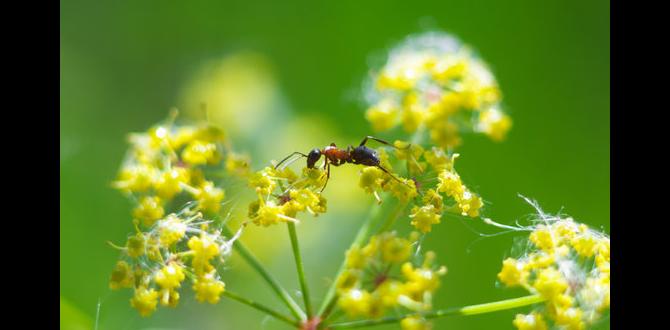 Case studies: ants in different garden environments are ants good for gardens Case studies: ants in different garden environments are ants good for gardens