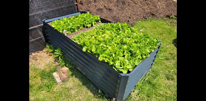 Case studies: successful raised bed soil mixes from expert gardeners gardening soil for raised beds Case studies: successful raised bed soil mixes from expert gardeners gardening soil for raised beds