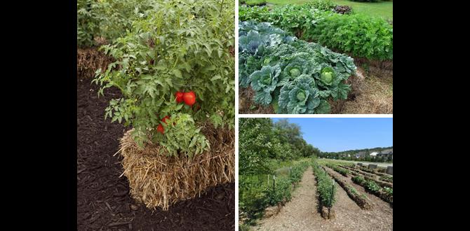 Case studies: successful straw gardening techniques straw for gardens Case studies: successful straw gardening techniques straw for gardens